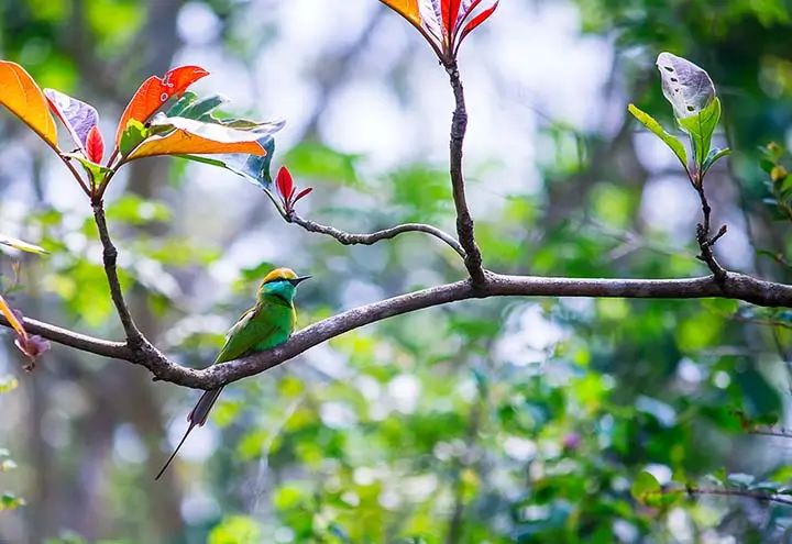 Böhm's Bee-eater